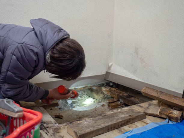  Kingstree, SC Mold Removal Pros