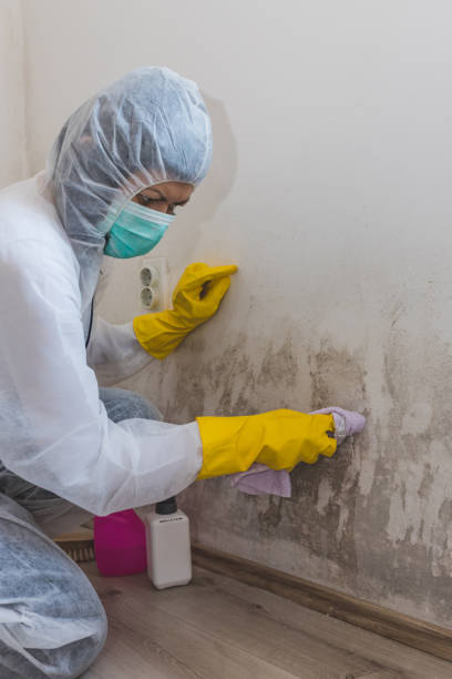 Best Mold Prevention Services  in Kingstree, SC